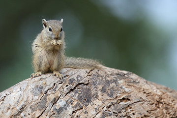 Ockerfußbuschhörnchen / Tree squirrel / Paraxerus Cepapi