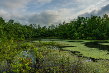 Sloan's Crossing Pond in Mammoth Cave National Park in Kentucky, United States