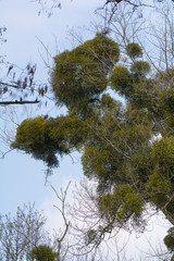 Mistel - Schmarotzerpflanze