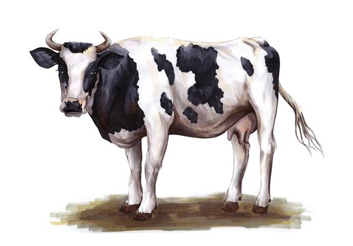Cow and calf drawing  Bobbys Hand Drawn Portraits