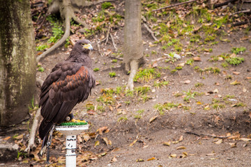Fototapeta premium red tail hawk in the park.