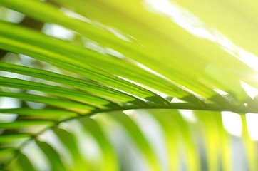 Green leaves on sunshine, abstract bokeh background