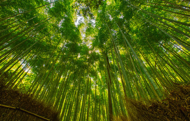 Bamboo forest and walking path in Arashiyama, Kyoto, Japan