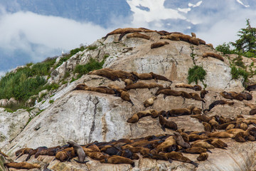 Fototapeta premium South Marble Island in Glacier Bay National Park in Alaska, United States