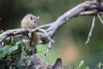 Ockerfußbuschhörnchen / Tree squirrel / Paraxerus Cepapi