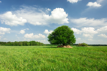 Fototapeta na wymiar Single tree on green meadow, forest on horizon and white clouds on blue sky