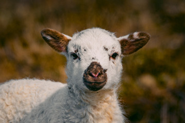 Naklejka premium Cute lamb with white and brown face