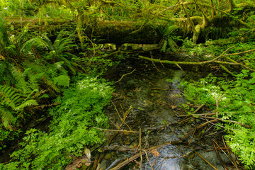 Spruce Nature Trail in Olympic National Park in Washington, United States