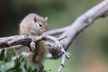 Ockerfußbuschhörnchen / Tree squirrel / Paraxerus Cepapi © Ludwig