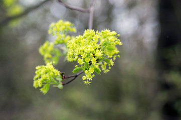 Acer platanoides flowering tree branches, bright yellow green flowers in bloom, springtime season