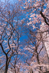 Beautiful Cherry blossom or sakura in old downtown Kyoto, Japan.