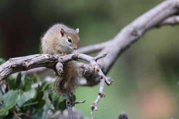 Ockerfußbuschhörnchen / Tree squirrel / Paraxerus Cepapi