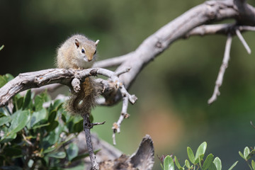 Ockerfußbuschhörnchen / Tree squirrel / Paraxerus Cepapi