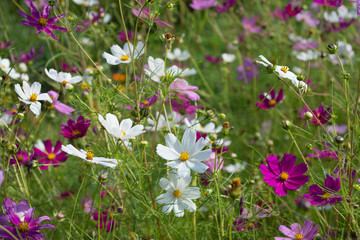 Flower  Cosmos in the garden