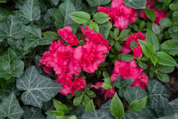 Pink begonia flower grows in the garden