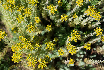 Obraz premium Flower Sedum yellow