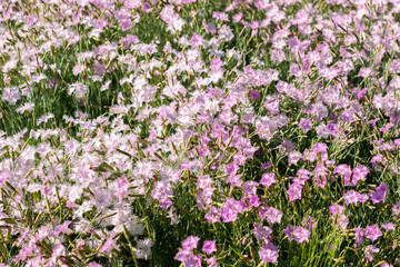 Flowers Dianthus deltoids