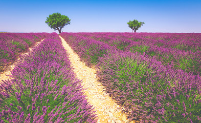 Fototapeta na wymiar Lavender field in Provence, France