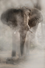 Amazing african elephant with dust. Huge elephant male in front of the camera. Wildlife scene with dangerous animal. Great tusker in the nature habitat. Loxodonta africana.