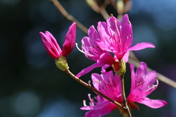 あざやかな赤紫色のツツジ