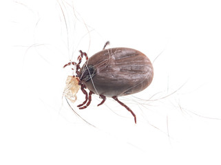 blood sucking insect mite on white background