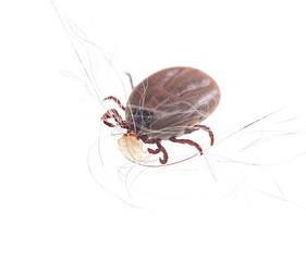 blood sucking insect mite on white background