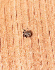 blood sucking insect mite on white background