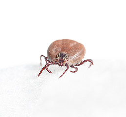 blood sucking insect mite on white background