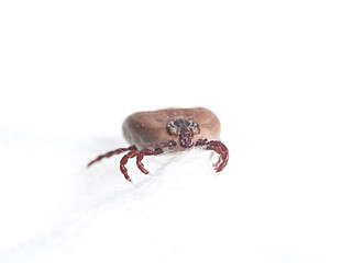 blood sucking insect mite on white background