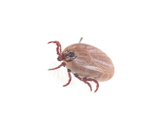 blood sucking insect mite on white background