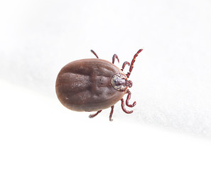 blood sucking insect mite on white background