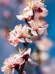 apricot flowers on a branch against a blue sky