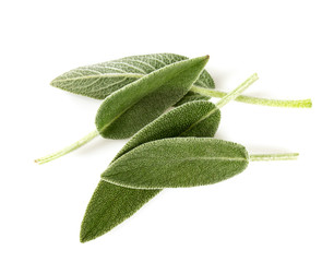 Obraz premium sage leaves isolated on white