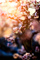 In full bloom in the peach blossom