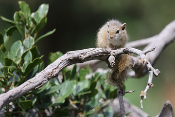 Ockerfußbuschhörnchen / Tree squirrel / Paraxerus Cepapi