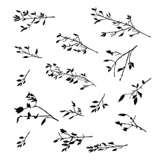 Vector silhouettes of the branch of trees, with leaves, black color, isolated on white background