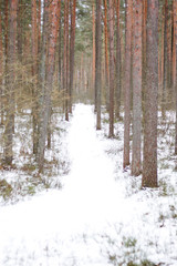 Fototapeta premium White, beautiful forest path in a winter day.
