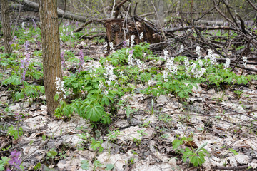 Corydalis marschalliana and Corydalis bulbosa flowers in early spring forest