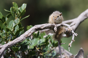 Ockerfußbuschhörnchen / Tree squirrel / Paraxerus Cepapi