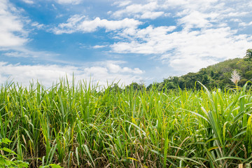 Small sugar plant in big farm, sugar farm field with blue sky and mountain 