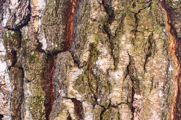 Bark of an old tree in a countryside forest.