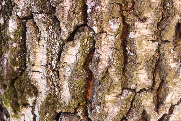 Bark of an old tree in a countryside forest.