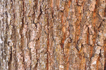 Beautiful daylight view of tree forest texture with lines.