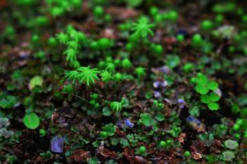 Small cosmos where various lichens and plants live