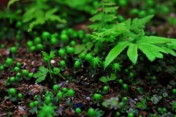 Small cosmos where various lichens and plants live