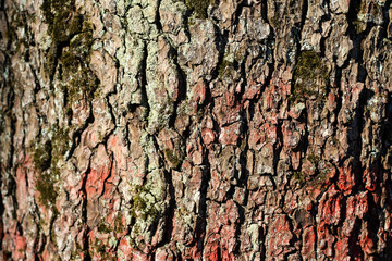 Beautiful daylight view of tree forest texture with lines.