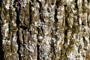 Beautiful daylight view of tree forest texture with lines.