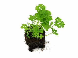 fresh young parsley with roots isolated on white background