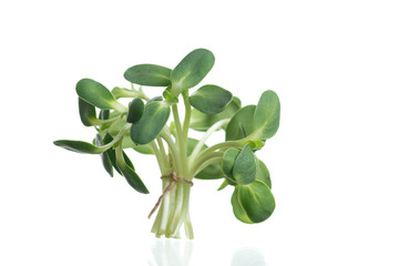 Sunflower sprout close-up isolated on white