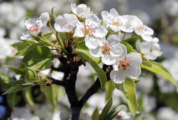 pink cherry blossom flower in spring time over blue sky.